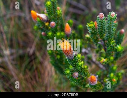 Blume der Chuquiragua Pflanze (Chuquiraga jussieui), bekannt als die Blume des Andenkletterers, Ecuador. Stockfoto