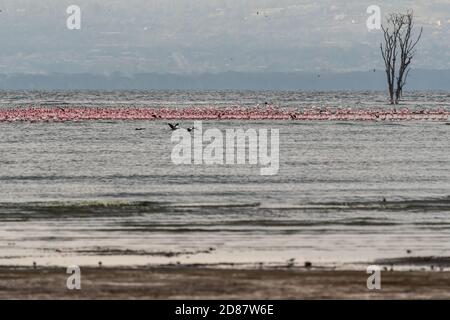 Landschaftsbild von Flamingo-Herden in der Ferne am Lake Nakuru, Kenia Stockfoto