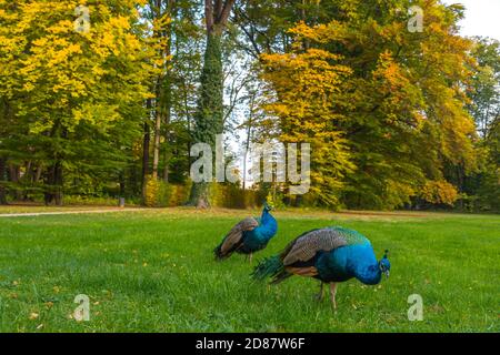 Pfauen wandern im Park in Graz, Steiermark, Österreich Stockfoto