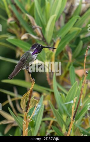 Ein männlicher Costa Kolibri thront auf einem Zweig in einem Hintergrund von grünem Laub Stockfoto