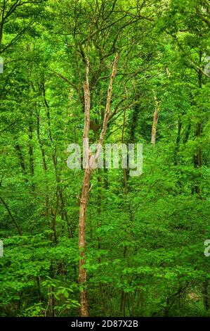 Kleiner Baum auf einem steilen Hang vor einem Hintergrund von dichtem Laub im Frühling in Leeshall Wood, alten Wald in Gleadless Valley, Sheffield. Stockfoto