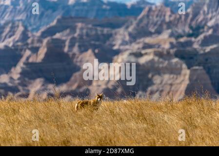 Coyote hält inne und beobachtet im Badlands National Park Stockfoto