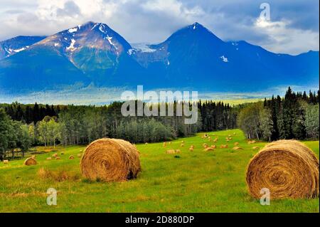 Ein Landschaftsbild eines Farmfeldes mit einer Ernte von Heuballen unter dem Fuße des Hudson Bay Mountain in der Nähe von Smithers British Columbia Kanada. Stockfoto