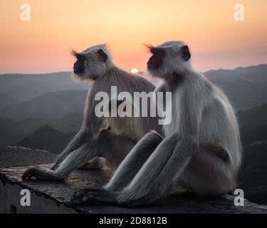 Ein paar indische Langur-Affen sitzen auf einer Kante bei Sonnenuntergang, mit üppigen Bergen im Hintergrund. Stockfoto