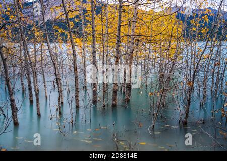 Getrocknete Birkenzweige und gefallenes goldenes Laub auf der smaragdgrünen Wasseroberfläche. Blick auf die Landschaft am Abraham Seeufer in der Herbstsaison. Jasper. Stockfoto
