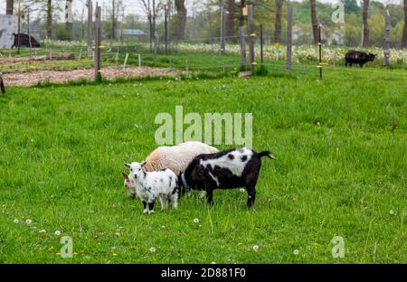 Zwei nigerianische Zwergziegen und ein geflecktes Kind grasen in einem DeKalb County Barnyard in der Nähe von Spencerville, Indiana, USA. Stockfoto