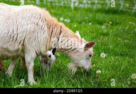 Eine nigerianische Zwergziege und ihr Kind essen Gras auf einem DeKalb County Schevenhof in der Nähe von Spencerville, Indiana, USA. Stockfoto