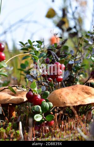 Pilze und Preiselbeeren wachsen in der natürlichen Umgebung. Im Wald. Stockfoto