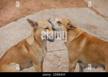 Hund überprüfen auf Flöhe und Zecken, Thailand Stockfoto