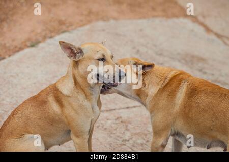 Hund überprüfen auf Flöhe und Zecken, Thailand Stockfoto