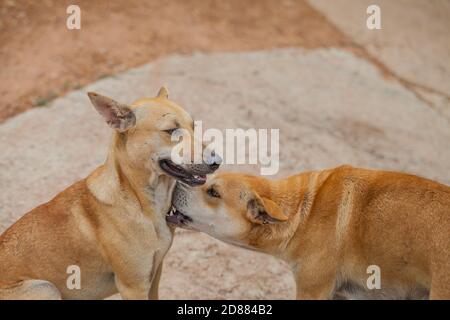 Hund überprüfen auf Flöhe und Zecken, Thailand Stockfoto