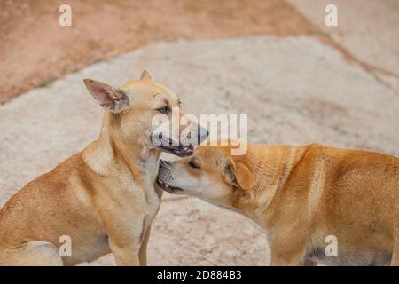 Hund überprüfen auf Flöhe und Zecken, Thailand Stockfoto