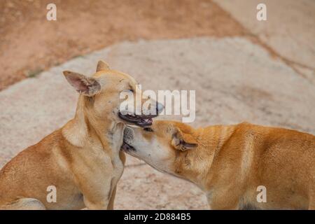 Hund überprüfen auf Flöhe und Zecken, Thailand Stockfoto