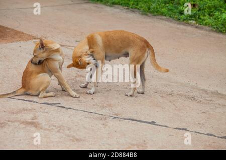 Hund überprüfen auf Flöhe und Zecken, Thailand Stockfoto