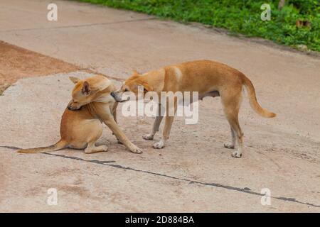 Hund überprüfen auf Flöhe und Zecken, Thailand Stockfoto