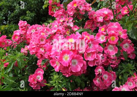 American Pillar Rose, Rosaceae, Rosa, Rambling Rose UK Stockfoto