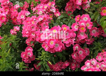 American Pillar Rose, Rosaceae, Rosa, Ramblerrose Stockfoto