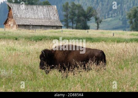 Ein amerikanischer Bison-Stier, der durch das Grasland vor dem Molton Barn in der Mormon Row im Grand Teton National Park in Wyoming geht. Stockfoto