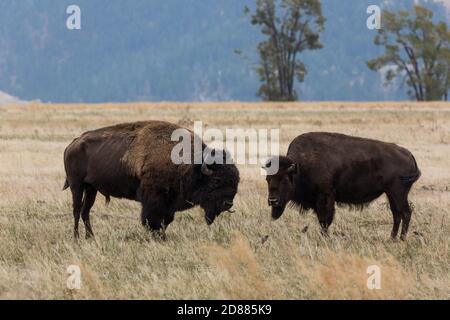 Ein Plains Bison Bulle und Kuh im Grand Teton natonal Park in Wyoming, USA. Der Stier schnippt seine Zunge heraus. Stockfoto