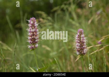 Brennnessel Leaf Giant Ysop oder Horse Mint im Grand Teton National Park in Wyoming, USA. Stockfoto