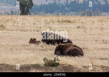 Plains Bison Rast im Grand Teton Natonal Park in Wyoming, USA. Im Hintergrund ist eine Büffelkuh mit ihrem Kalb. Stockfoto