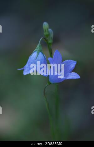 Eine blühende Harebell oder Scottish Bluebell im Grand Teton National Park in Wyoming, USA. Stockfoto