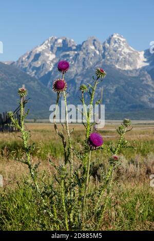 Musk Thistle, Carduus Nutans, blüht im Grand Teton National Park in Wyoming, USA. Die Teton-Reihe ist im Hintergrund. Stockfoto