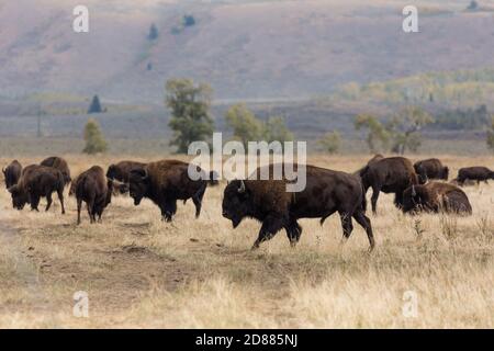 Eine Herde von Plains Bison oder Büffel grasen im Grand Teton natonal Park in Wyoming, USA. Im Hintergrund ist die Herbstfarbe der gelben Espenbäume zu sehen Stockfoto