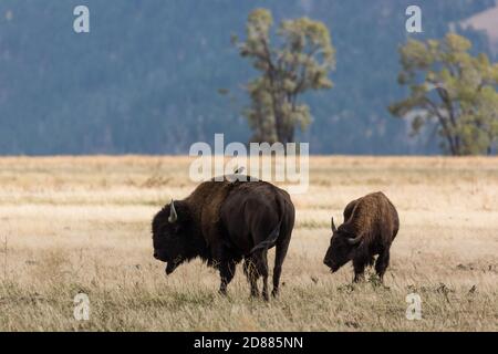 Ein Plains Bison Bulle und Kuh im Grand Teton natonal Park in Wyoming, USA. Ein gewöhnlicher Sternenhimmel steht auf dem Rücken des Stiers. Stockfoto