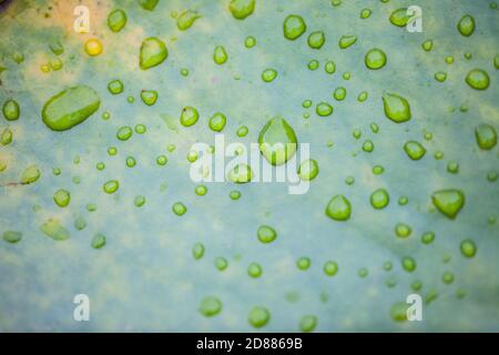 Wassertropfen auf einem Lotusblatt, Thailand Stockfoto