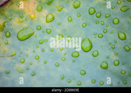 Wassertropfen auf einem Lotusblatt, Thailand Stockfoto