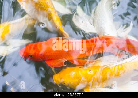 schöne Koi-Karpfen schwimmen im Teich Stockfoto