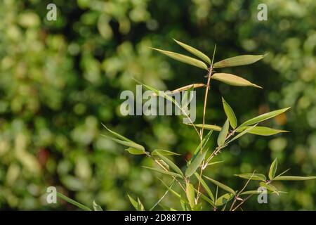 Bambusblätter mit Sonnenlicht auf unfokussierten Natur Hintergrund beleuchtet Stockfoto