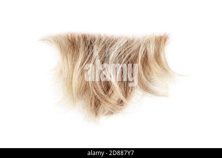 Blonde gewellte Haarsträhne auf weißem Hintergrund isoliert Nahaufnahme, abgeschnitten natürliche blonde Haarlocken, Haarschnitt, Frisur, menschliche Haarstruktur, Haarschnitt Stockfoto