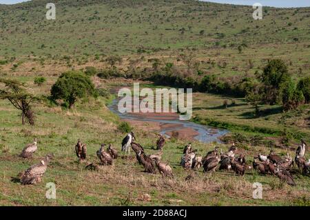 Geier und Marabou Storch, Masai Mara National Reserve, Kenia. Stockfoto