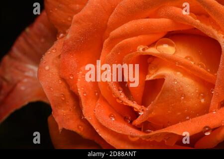 Wassertröpfchen auf einer Rosenblume. Stockfoto
