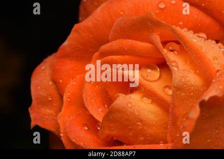 Wassertröpfchen auf einer Rosenblume. Stockfoto