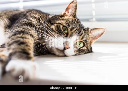 Lustige, tabby, schöne, niedliche Katze mit grünen Augen liegt, entspannt, schläft ein, auf einer weißen Fensterbank Stockfoto
