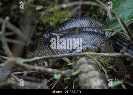 Eine wilde grüne Anakonda (Eunectes murinus) die weltweit größte ruhende Schlangenart im Wildreservat Cuyabeno im ecuadorianischen Amazonas. Stockfoto