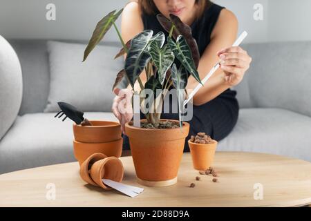 Die Frau von Hand transplanting Alocasia bambino Pfeil oder Alocasia sandiana Stier in den Tontopf auf dem Holztisch. Konzept des Hausgartens Stockfoto