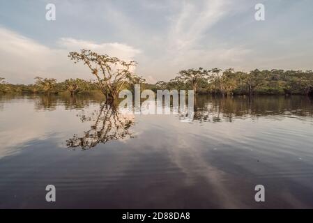 Der überflutete amazonaswald des Cuyabeno Wildreservats in Ecuador. Stockfoto