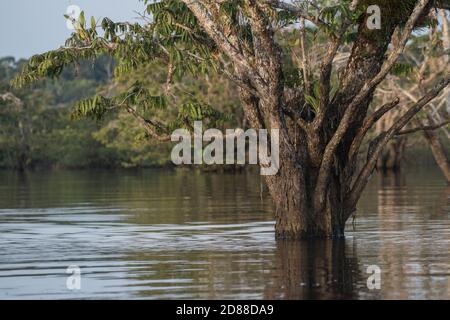 Der überflutete amazonaswald des Cuyabeno Wildreservats in Ecuador. Stockfoto