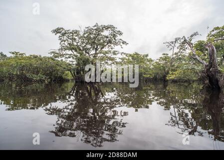 Der überflutete amazonaswald des Cuyabeno Wildreservats in Ecuador. Stockfoto