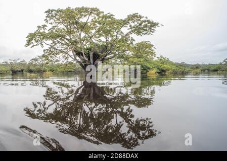 Der überflutete amazonaswald des Cuyabeno Wildreservats in Ecuador. Stockfoto