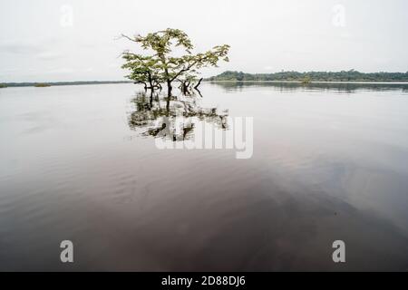 Der überflutete amazonaswald des Cuyabeno Wildreservats in Ecuador. Stockfoto