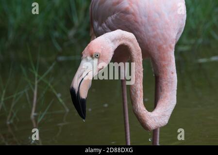 Ein Porträt eines amerikanischen Flamingos (Phoenicopterus ruber), der durch eine Lagune im Galapagos-Inseln-Nationalpark in Ecuador watet. Stockfoto