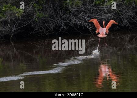 Ein laufendes Flamingo (Phoenicopterus ruber) kommt zu einer Landung in einer Brackmündung in den Galapagos Inseln in Ecuador. Stockfoto