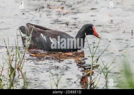 Eine Gallinule (Gallinula galeata) von der Insel Isabela auf den Galapagos Inseln, Ecuador. Stockfoto