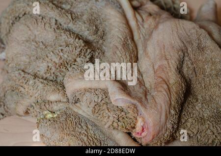 Rohkuhmagen Nahaufnahme. Gewaschene, aber nicht gereinigte Rindermagen in einem ganzen Stück. Rohe Nebenprodukte. Ohne irgendjemanden. Stockfoto