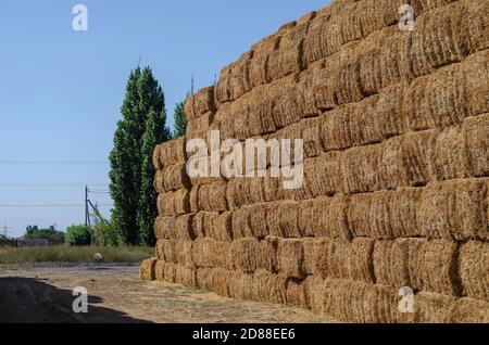 Rechteckige Stapel von trockenem Heu in einem Freiluftfeld. Lagerung von trockenen Kräutern zur Fütterung von Kühen und anderen Tieren. Gelbes Stroh in rechteckigen Ballen. Stockfoto